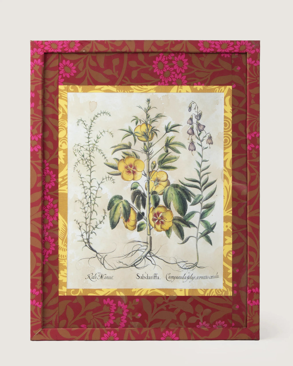 Framed botanical illustration of a Sabdariffa Hibiscus from Besler's 1613 Hortus Eystettensis, inside a gold mount and a frame fully wrapped in bordeaux and fuchsia William Morris wallpaper.