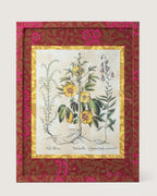 Framed botanical illustration of a Sabdariffa Hibiscus from Besler's 1613 Hortus Eystettensis, inside a gold mount and a frame fully wrapped in bordeaux and fuchsia William Morris wallpaper.