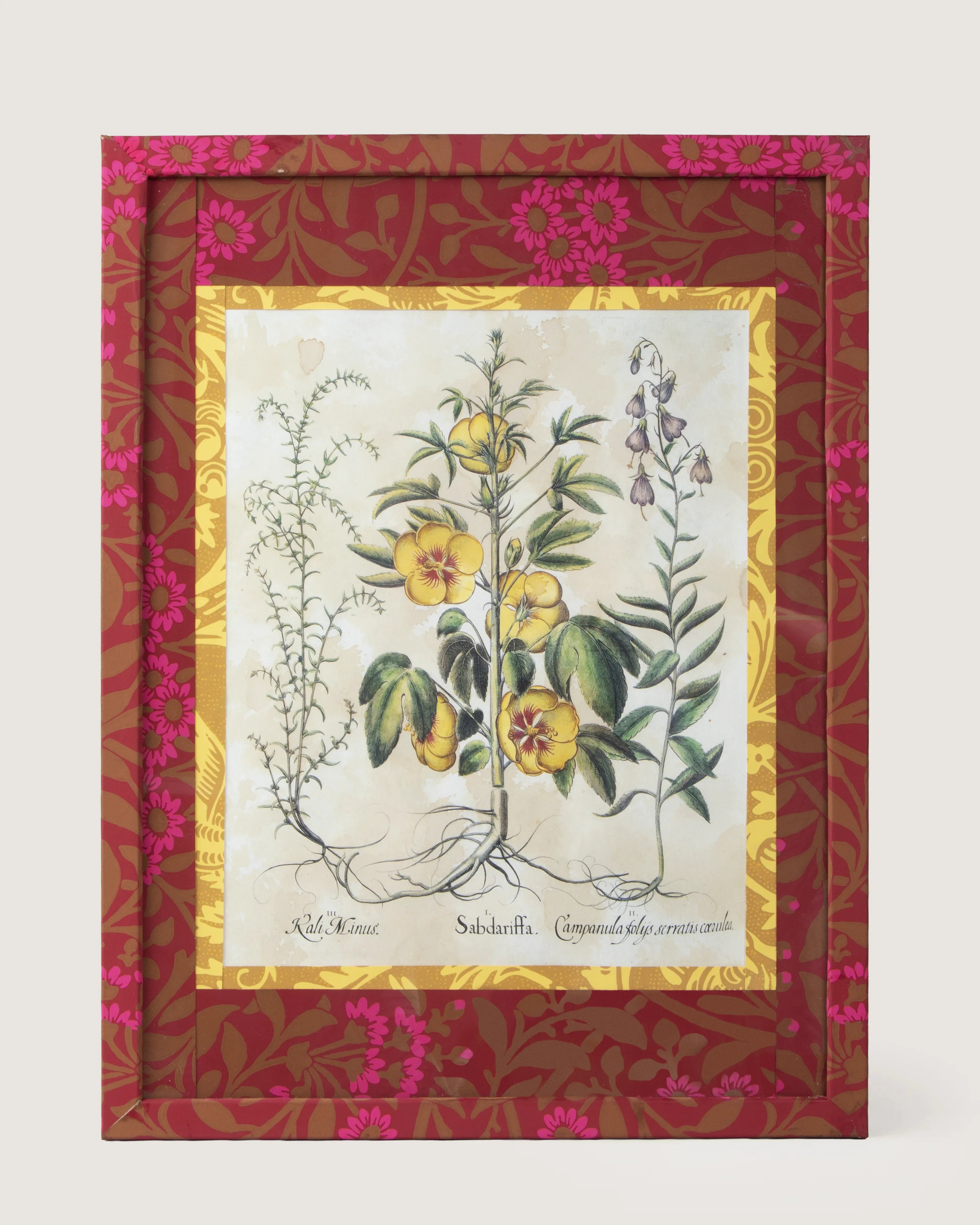 Framed botanical illustration of a Sabdariffa Hibiscus from Besler's 1613 Hortus Eystettensis, inside a gold mount and a frame fully wrapped in bordeaux and fuchsia William Morris wallpaper.