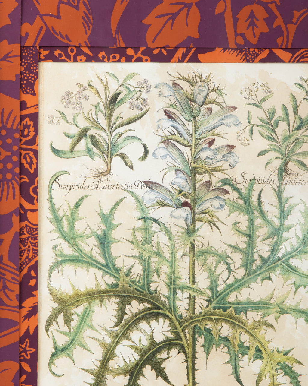 Hand-Aged Acanthus Print with Bespoke William Morris "Fruit" Passepartout