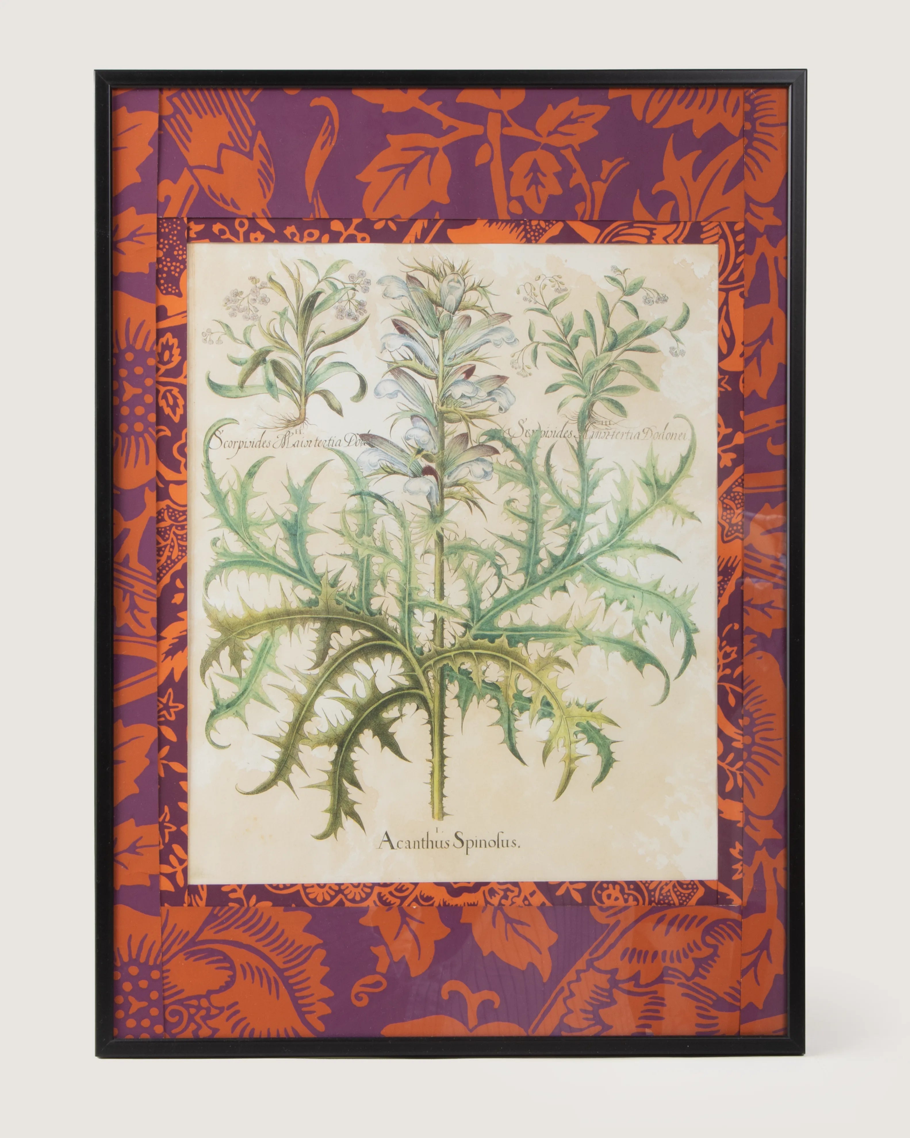 Framed botanical illustration of an Acanthus spinosus plant from Basilius Besler's 1613 Hortus Eystettensis, surrounded by a handmade William Morris Fruit pattern wallpaper passepartout in an aluminum frame.