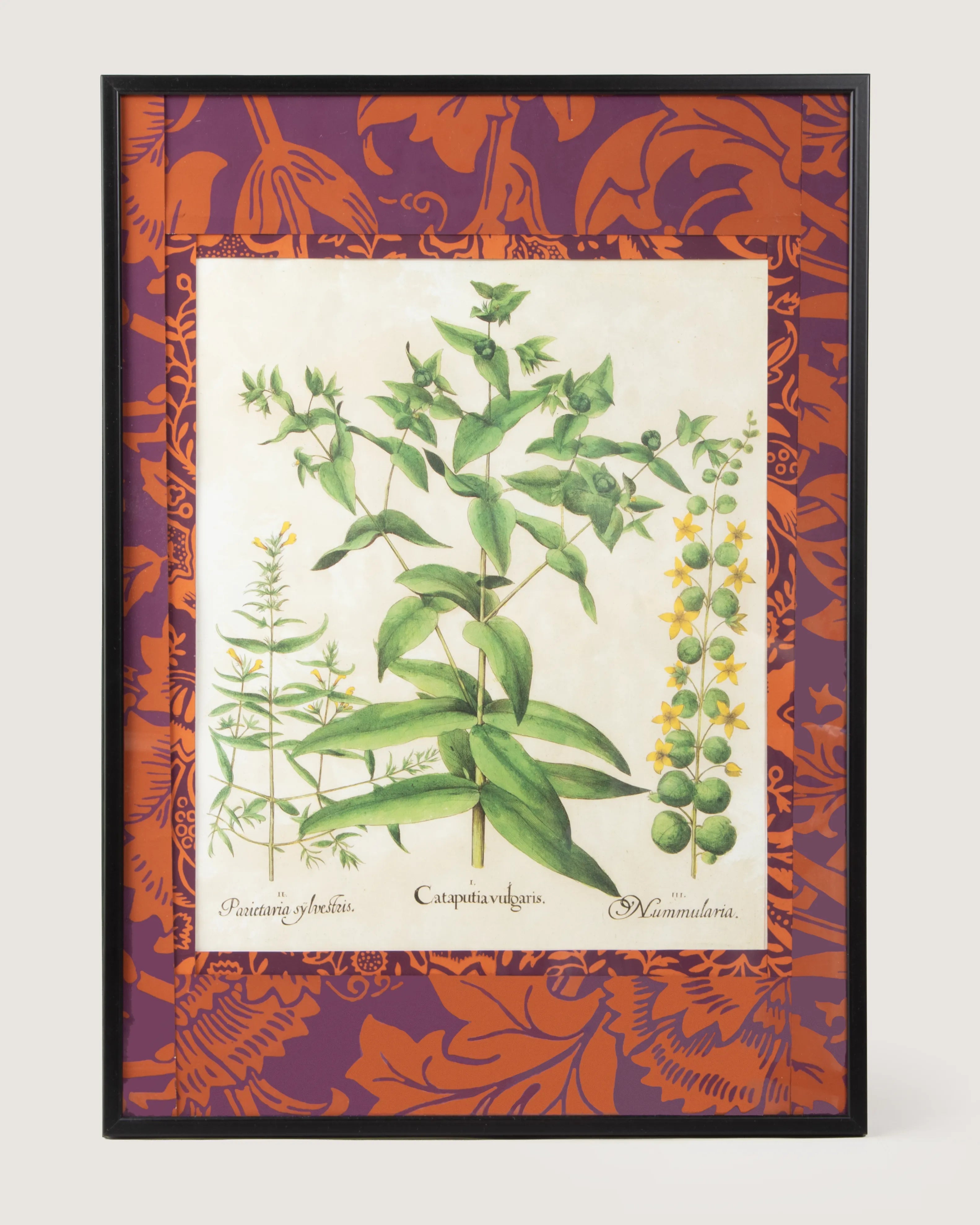 Framed botanical illustration of Ligustrum and Guaiacana plants from Basilius Besler's 1613 Hortus Eystettensis, surrounded by a handmade William Morris Fruit pattern wallpaper passepartout in an aluminum frame.