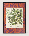 Framed botanical illustration of Ligustrum and Guaiacana plants from Basilius Besler's 1613 Hortus Eystettensis, surrounded by a handmade William Morris Fruit pattern wallpaper passepartout in an aluminum frame.