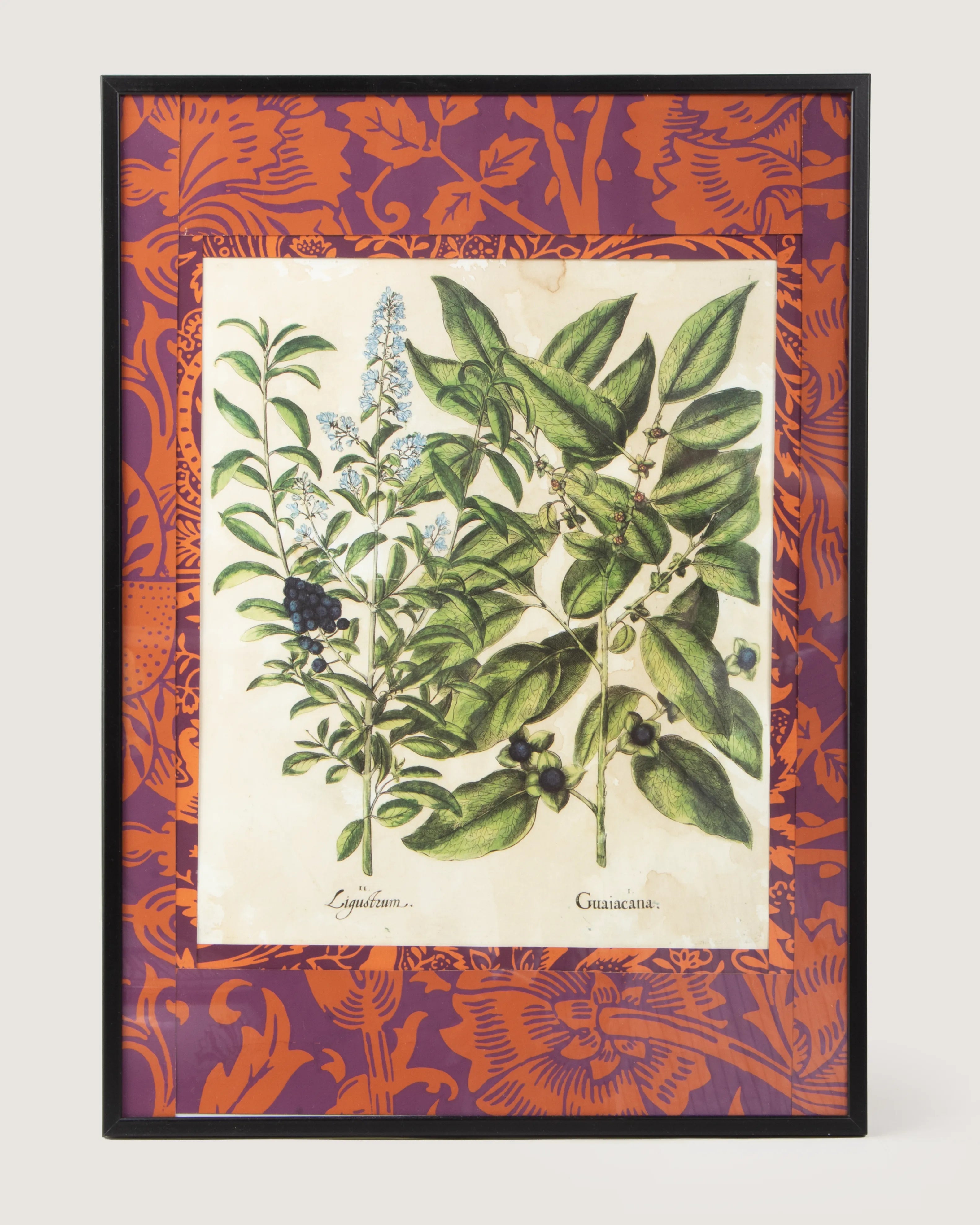 Framed botanical illustration of Ligustrum and Guaiacana plants from Basilius Besler's 1613 Hortus Eystettensis, surrounded by a handmade William Morris Fruit pattern wallpaper passepartout in an aluminum frame.