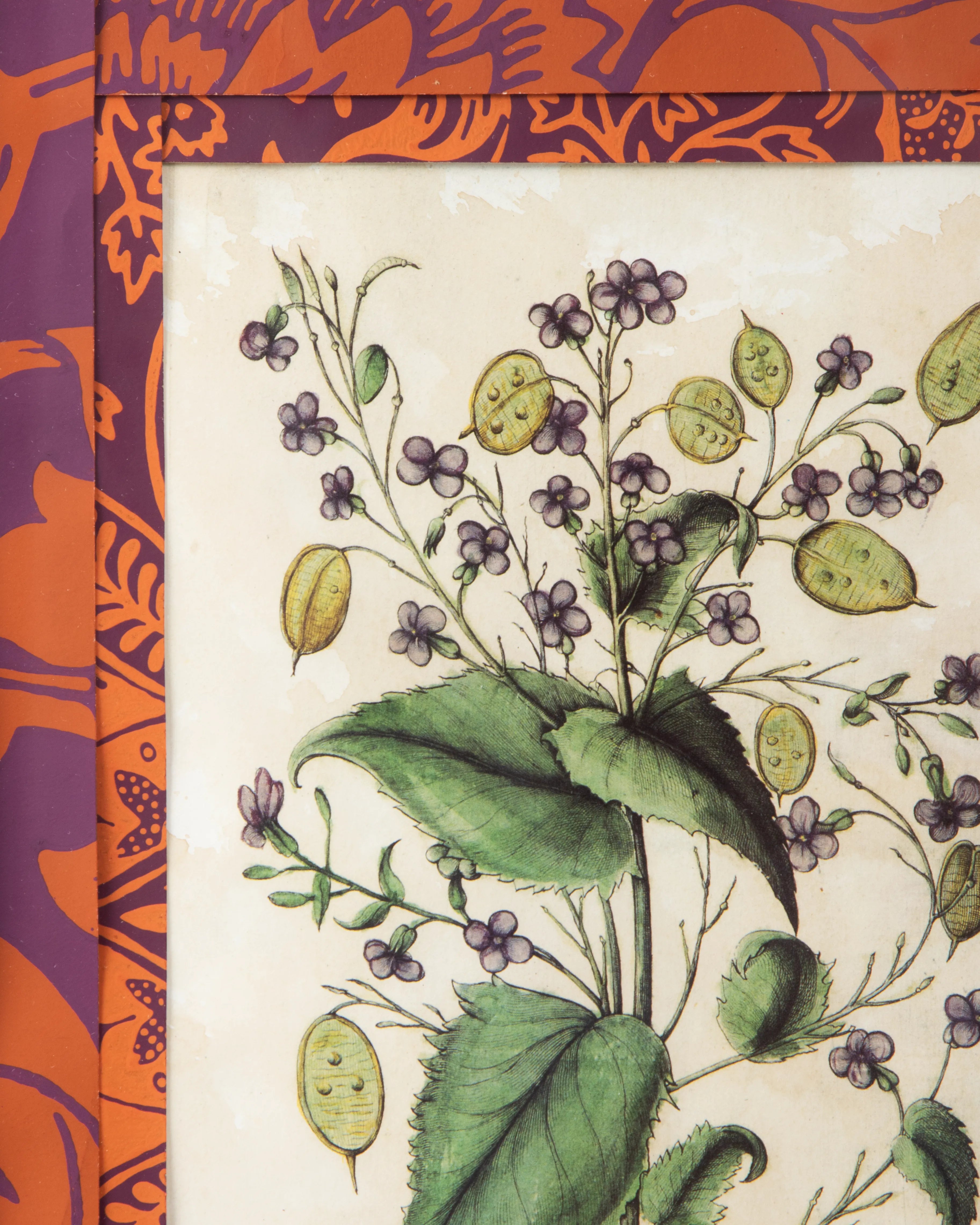 Hand-Aged Botanical Print with Bespoke William Morris "Fruit" Passepartout