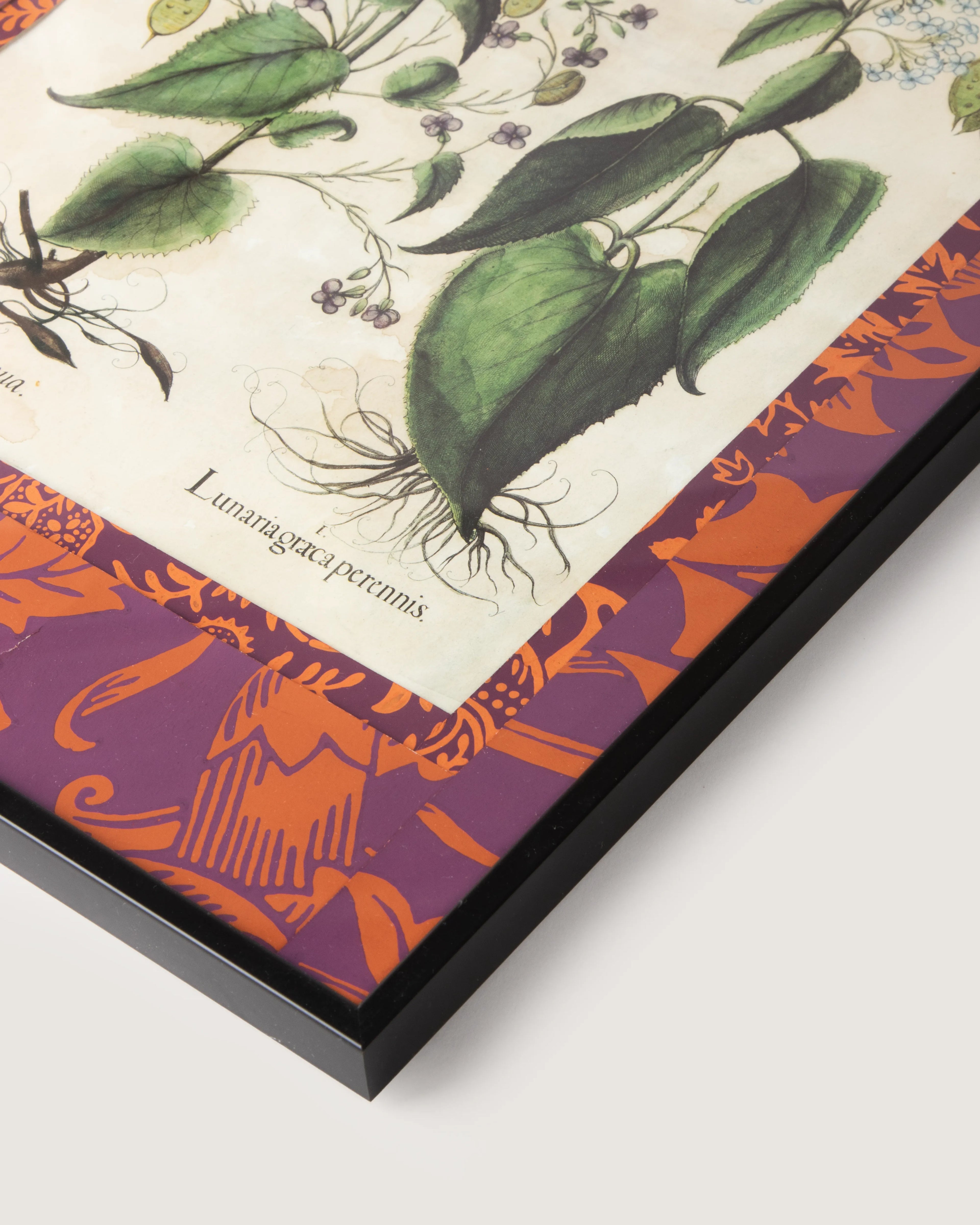 Hand-Aged Botanical Print with Bespoke William Morris "Fruit" Passepartout