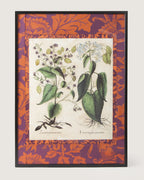 Framed botanical illustration of Lunaria plants from Basilius Besler's 1613 Hortus Eystettensis, surrounded by a handmade William Morris Fruit pattern wallpaper passepartout in an aluminum frame.