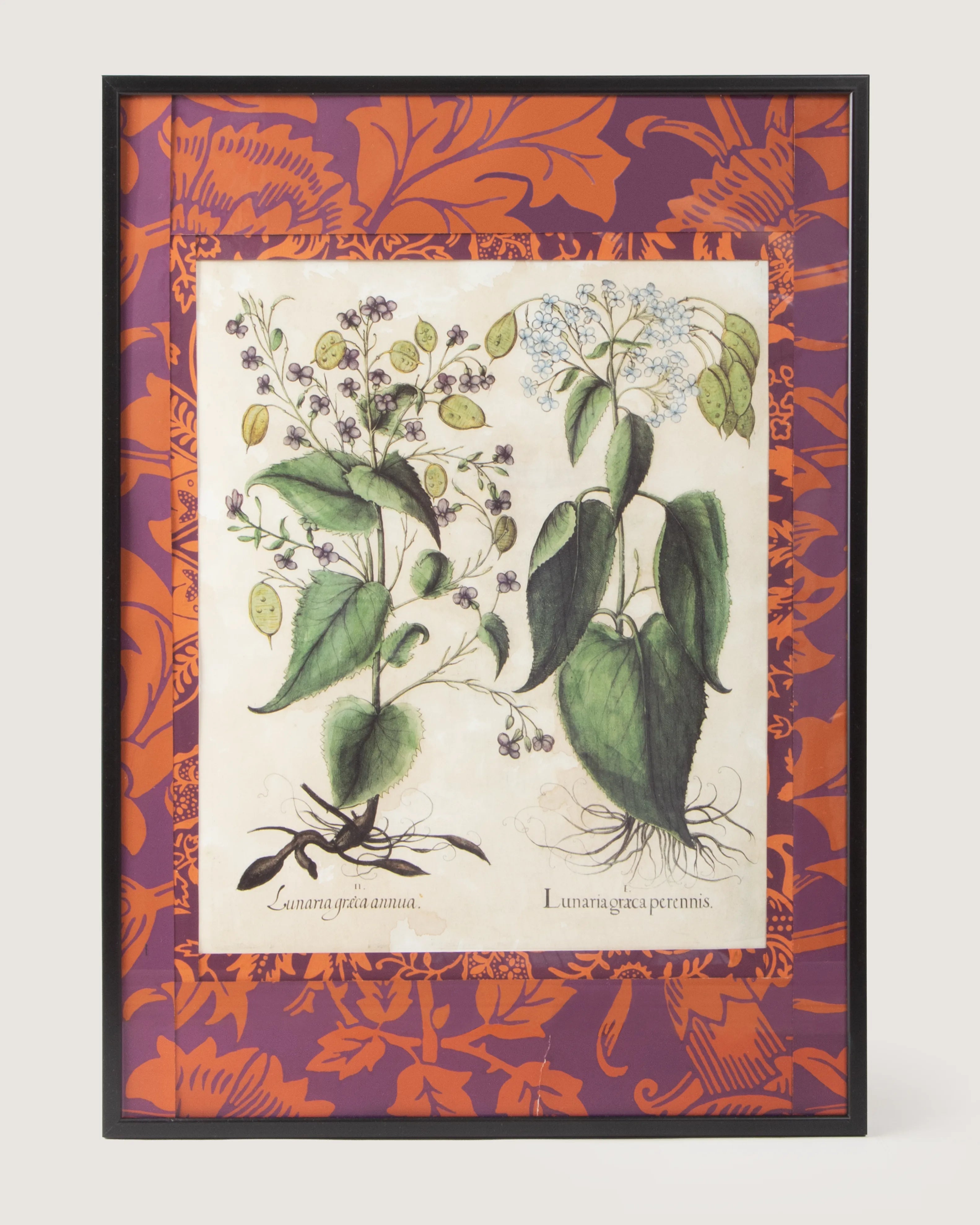 Framed botanical illustration of Lunaria plants from Basilius Besler's 1613 Hortus Eystettensis, surrounded by a handmade William Morris Fruit pattern wallpaper passepartout in an aluminum frame.
