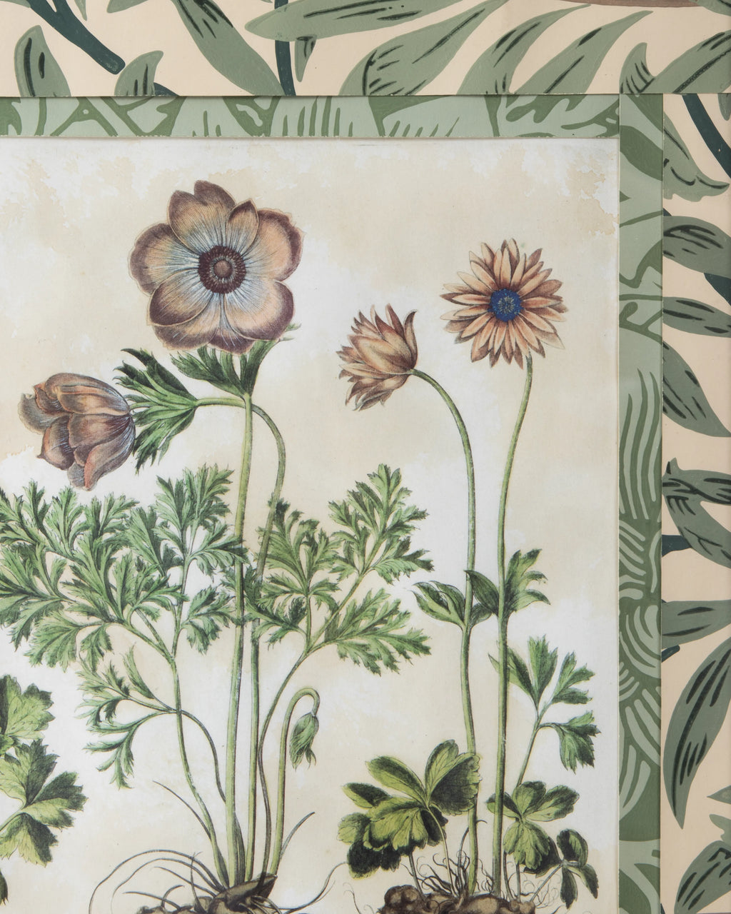 Hand-Aged Besler Anemone Print in Fully Wrapped William Morris Frame