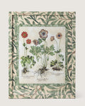 Framed botanical illustration of Anemone plants from Besler's 1613 Hortus Eystettensis, encased in a custom frame and passepartout both fully wrapped by hand in green William Morris foliage wallpaper.