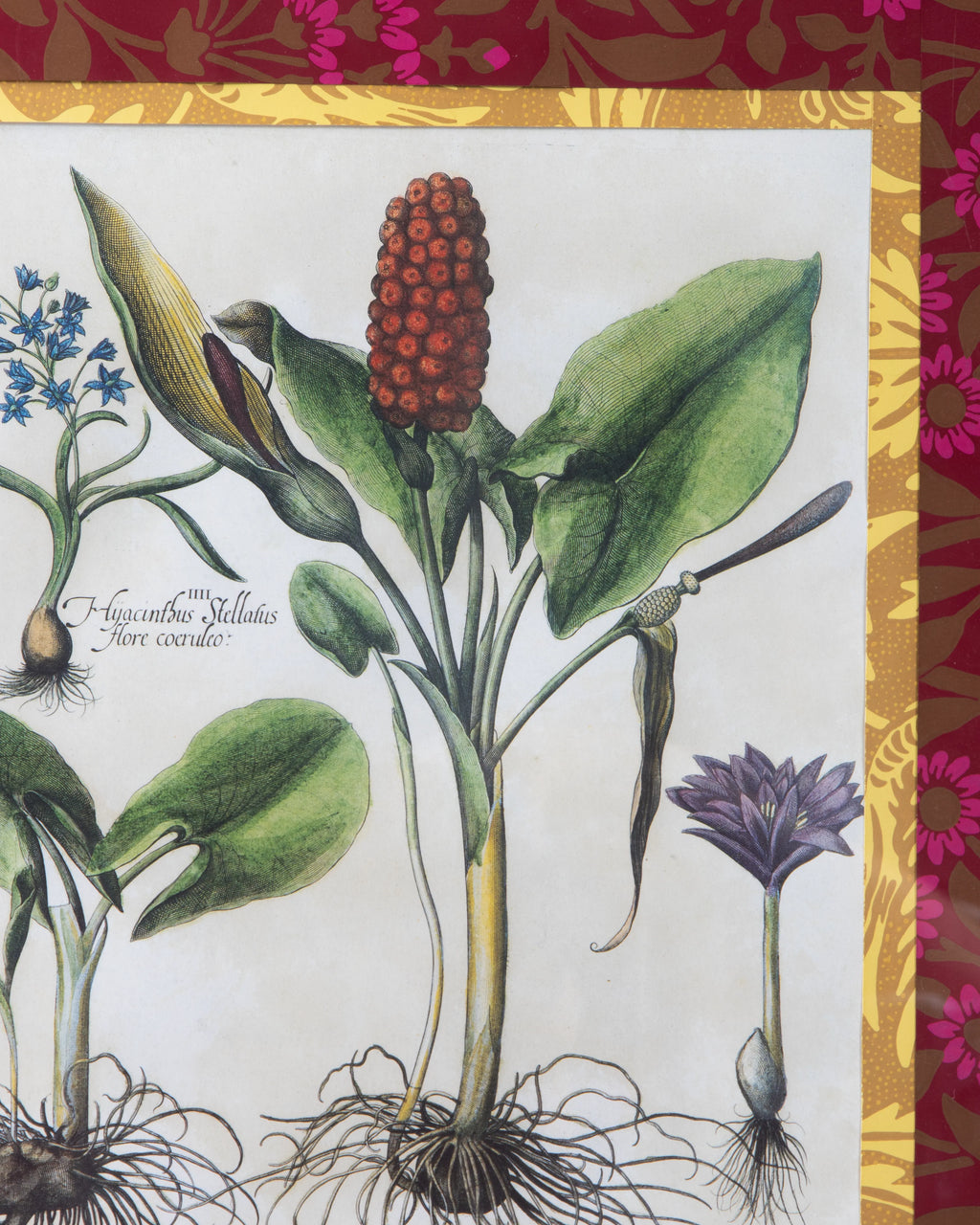 Hand-Aged Besler Arum & Hyacinth Print in Fully Wrapped William Morris Custom Frame