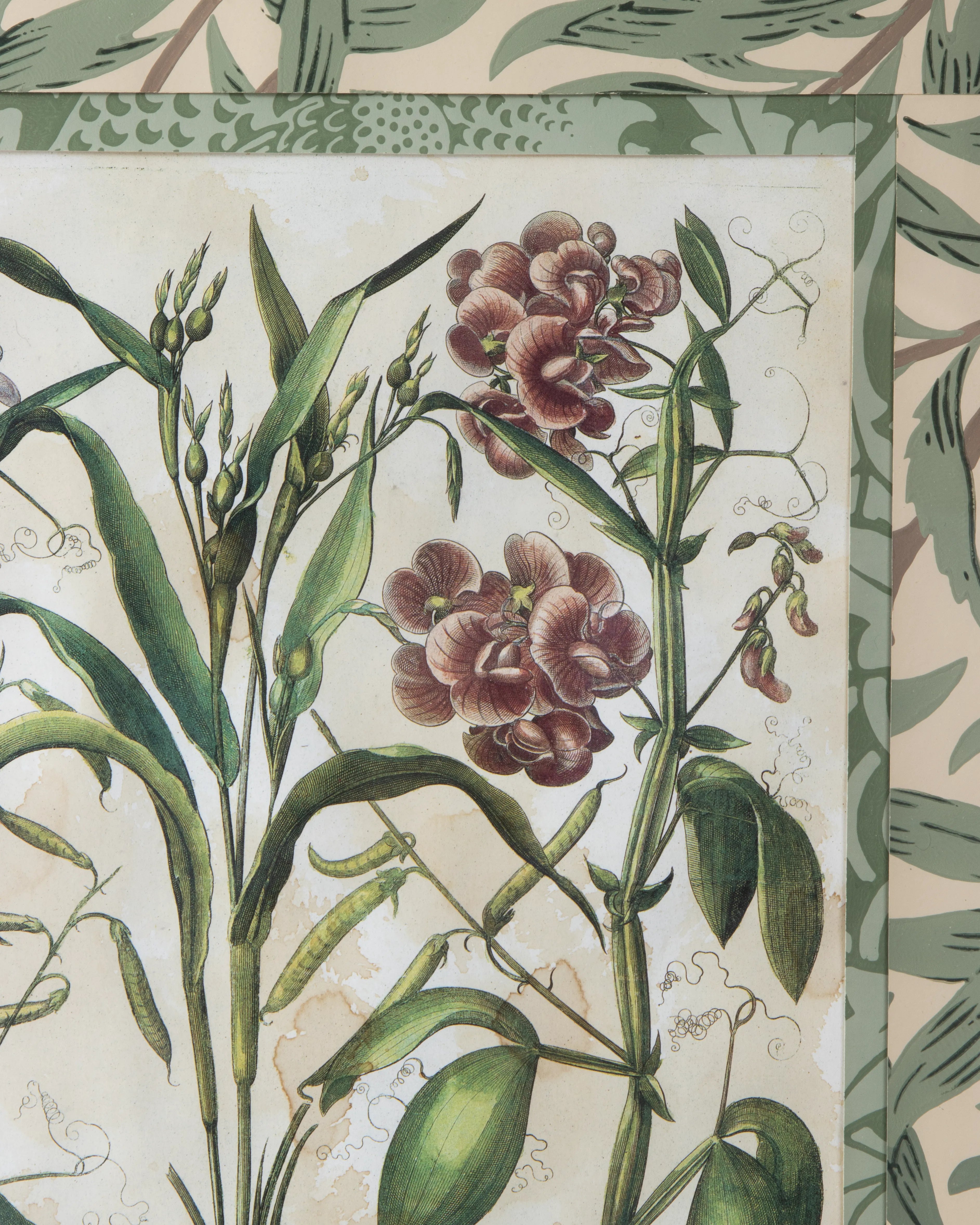 Hand-Aged Besler Coix & Lathyrus Print in Fully Wrapped William Morris Frame