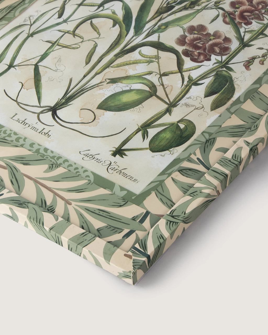 Hand-Aged Besler Coix & Lathyrus Print in Fully Wrapped William Morris Frame