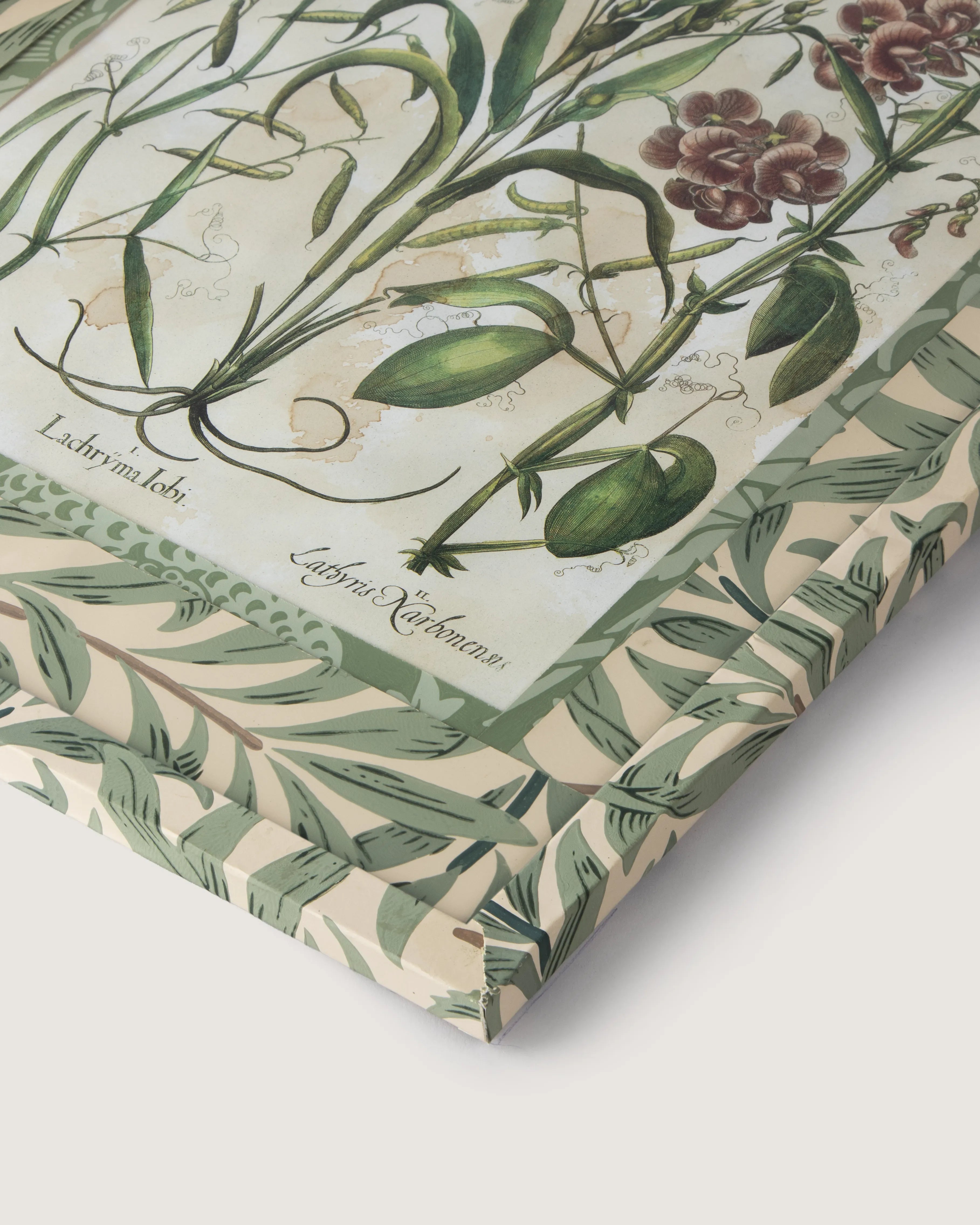 Hand-Aged Besler Coix & Lathyrus Print in Fully Wrapped William Morris Frame