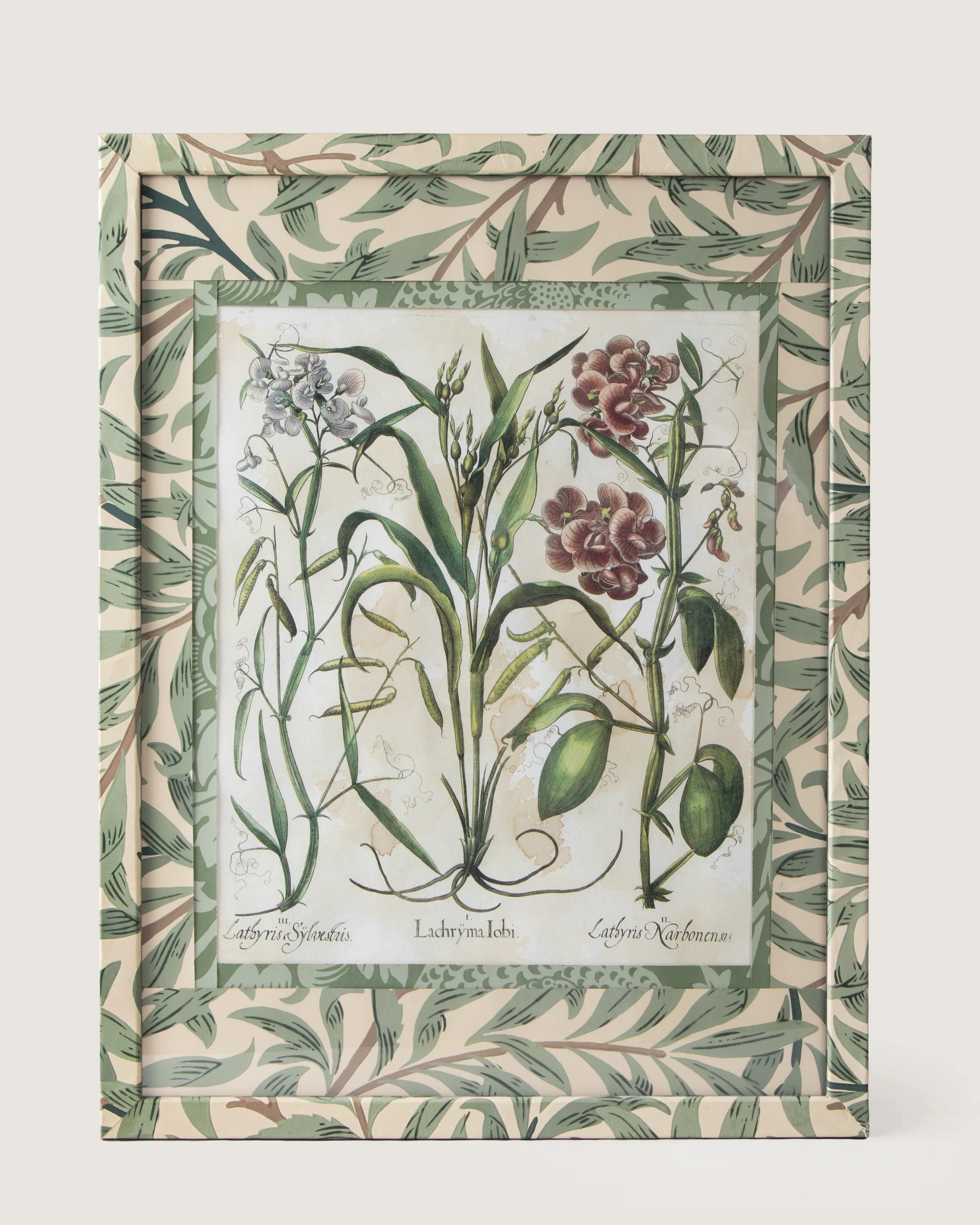 Discover a decorative Coix & Lathyrus botanical print from Besler's Hortus Eystettensis (1613), hand-aged in a frame fully wrapped in William Morris paper.
