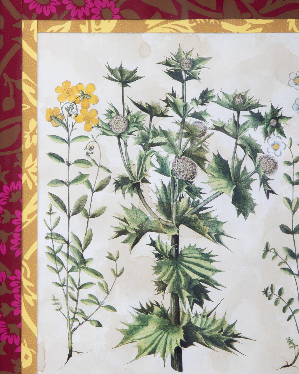 Hand-Aged Besler Eryngium & Helianthemum Print in Fully Wrapped Custom Frame