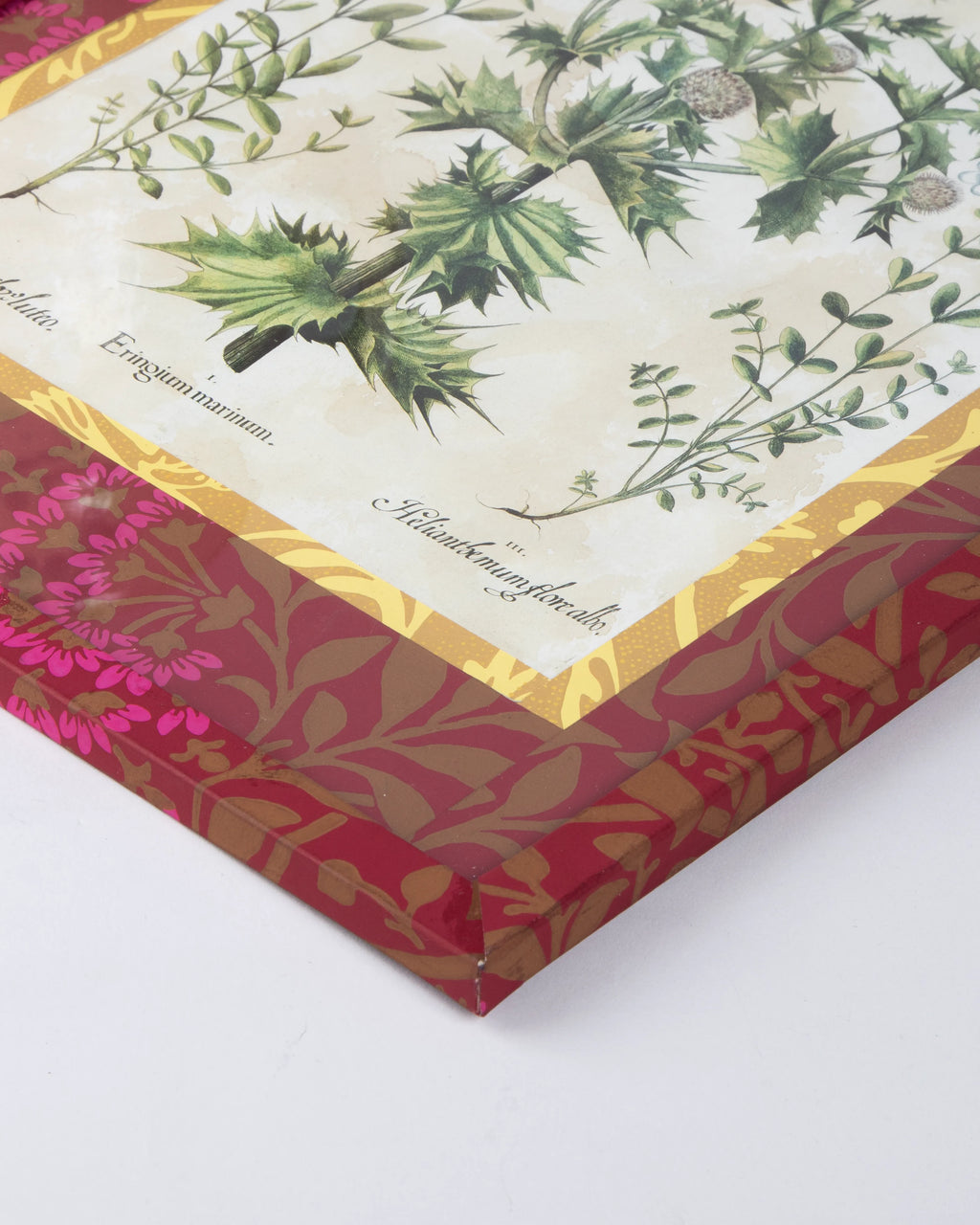 Hand-Aged Besler Eryngium & Helianthemum Print in Fully Wrapped Custom Frame