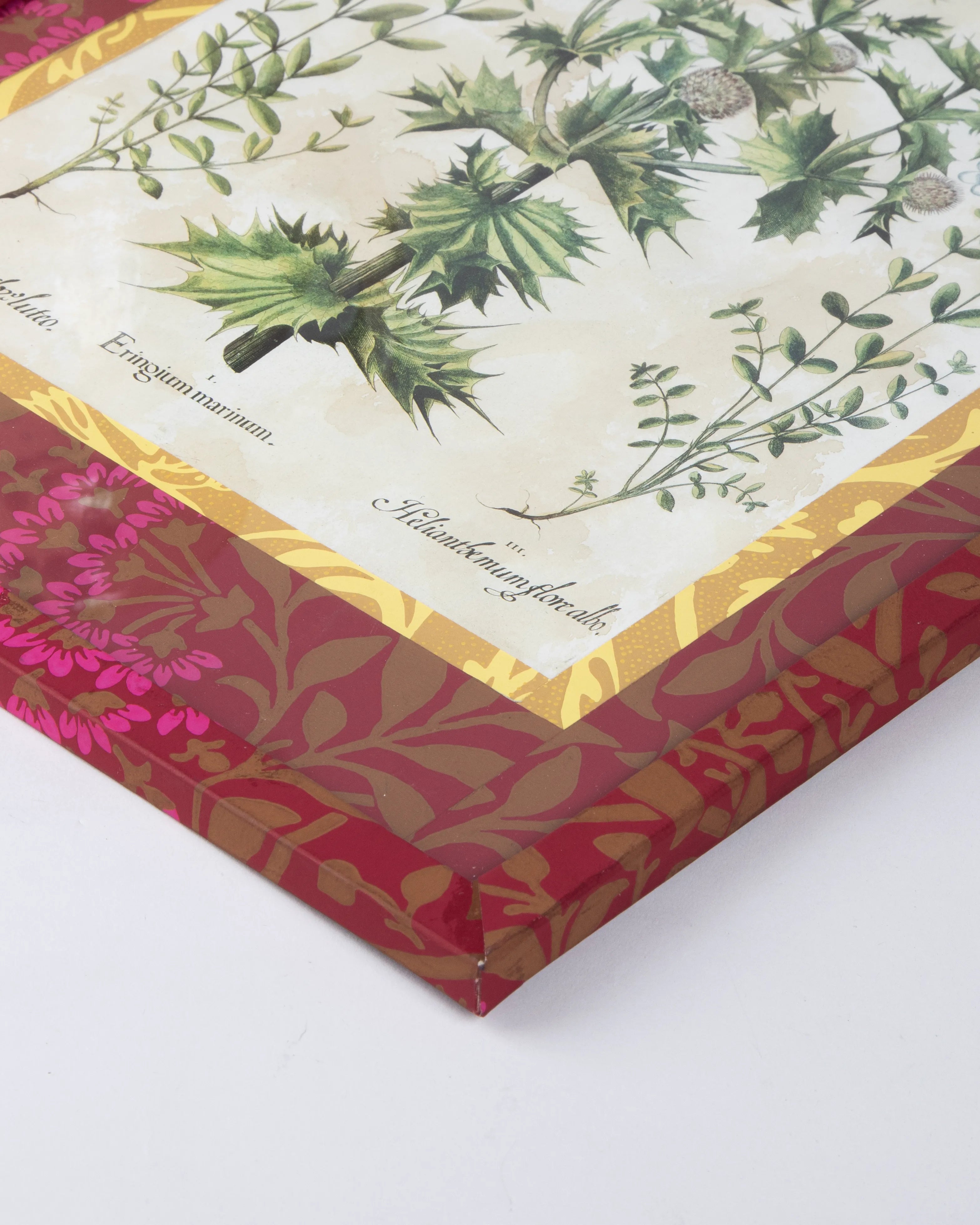 Hand-Aged Besler Eryngium & Helianthemum Print in Fully Wrapped Custom Frame