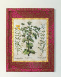 Framed botanical illustration of Eryngium and Helianthemum plants from Basilius Besler's 1613 Hortus Eystettensis, encased in a custom frame and passepartout both fully wrapped by hand in patterned William Morris wallpaper.