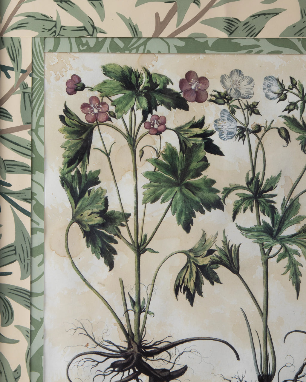 Hand-Aged Besler Geranium Print in Fully Wrapped William Morris Frame