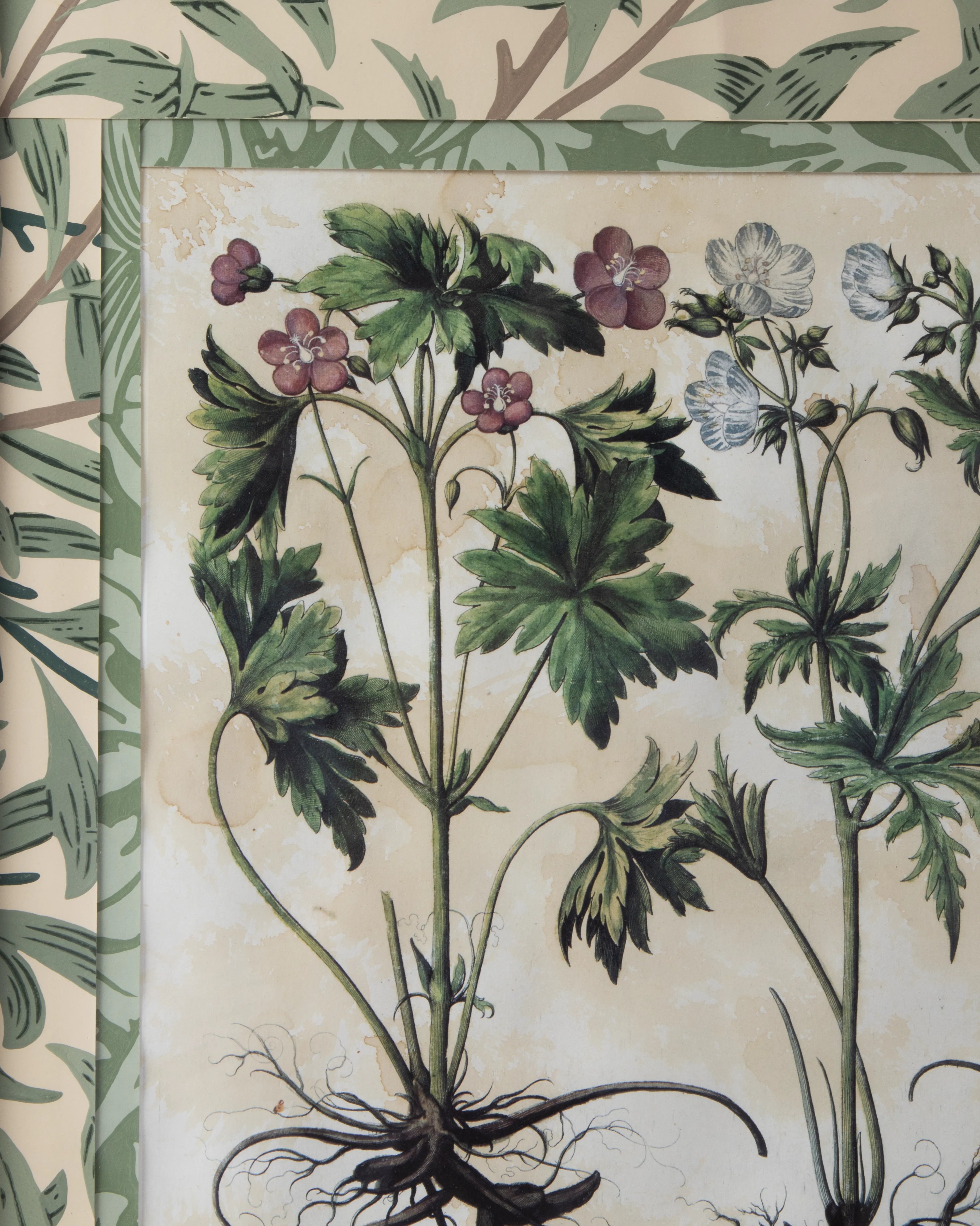 Hand-Aged Besler Geranium Print in Fully Wrapped William Morris Frame