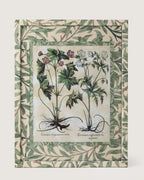 Framed botanical illustration of Geranium plants from Besler's 1613 Hortus Eystettensis, encased in a custom frame and passepartout both fully wrapped by hand in green William Morris foliage wallpaper.