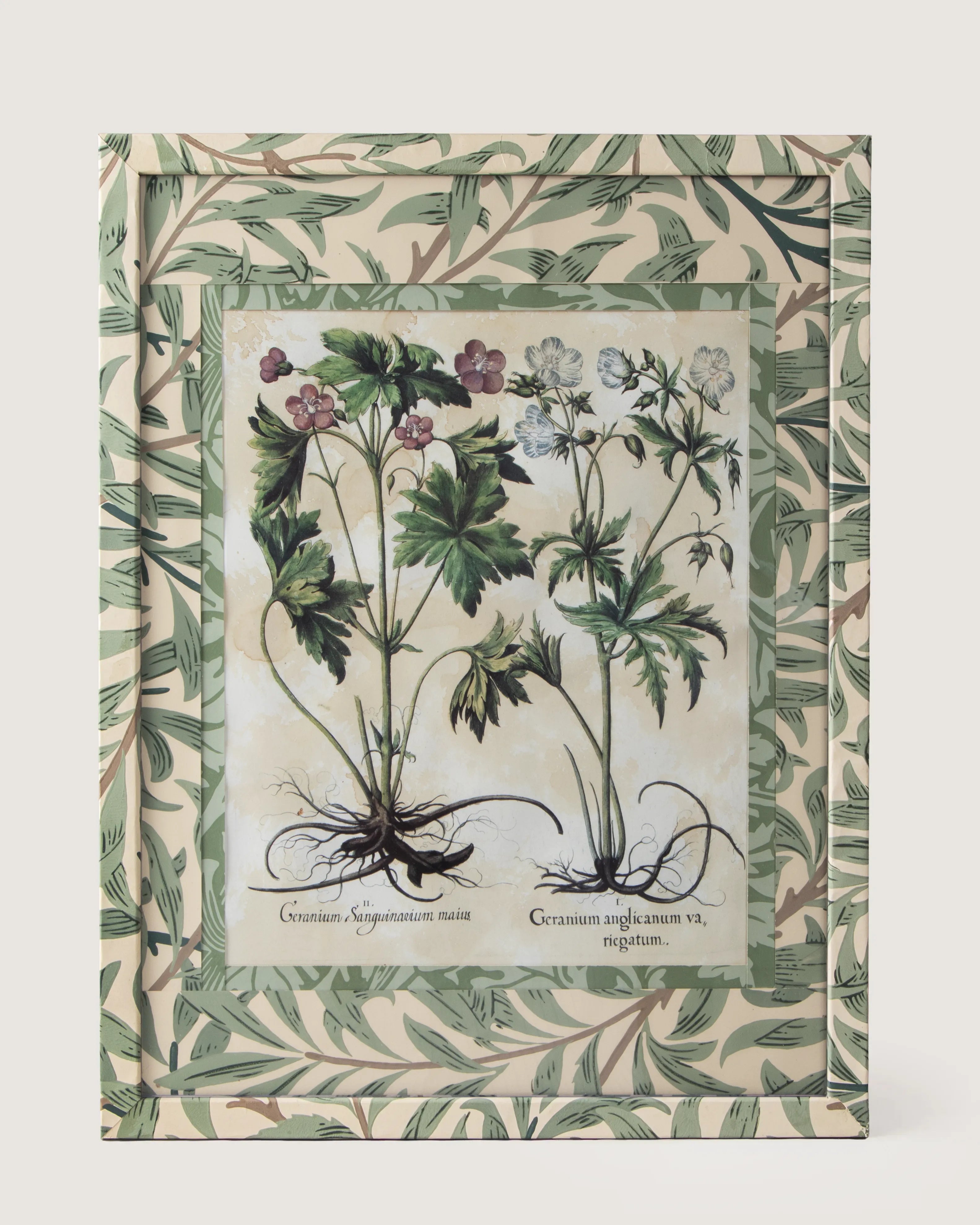 Framed botanical illustration of Geranium plants from Besler's 1613 Hortus Eystettensis, encased in a custom frame and passepartout both fully wrapped by hand in green William Morris foliage wallpaper.