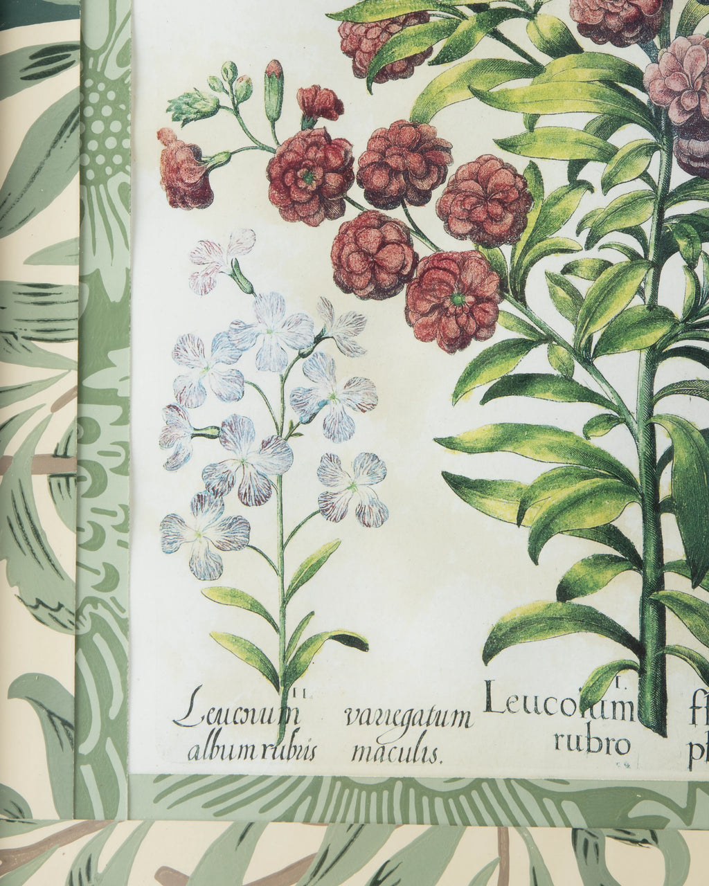 Hand-Aged Besler Leucoium Print in Fully Wrapped William Morris Frame