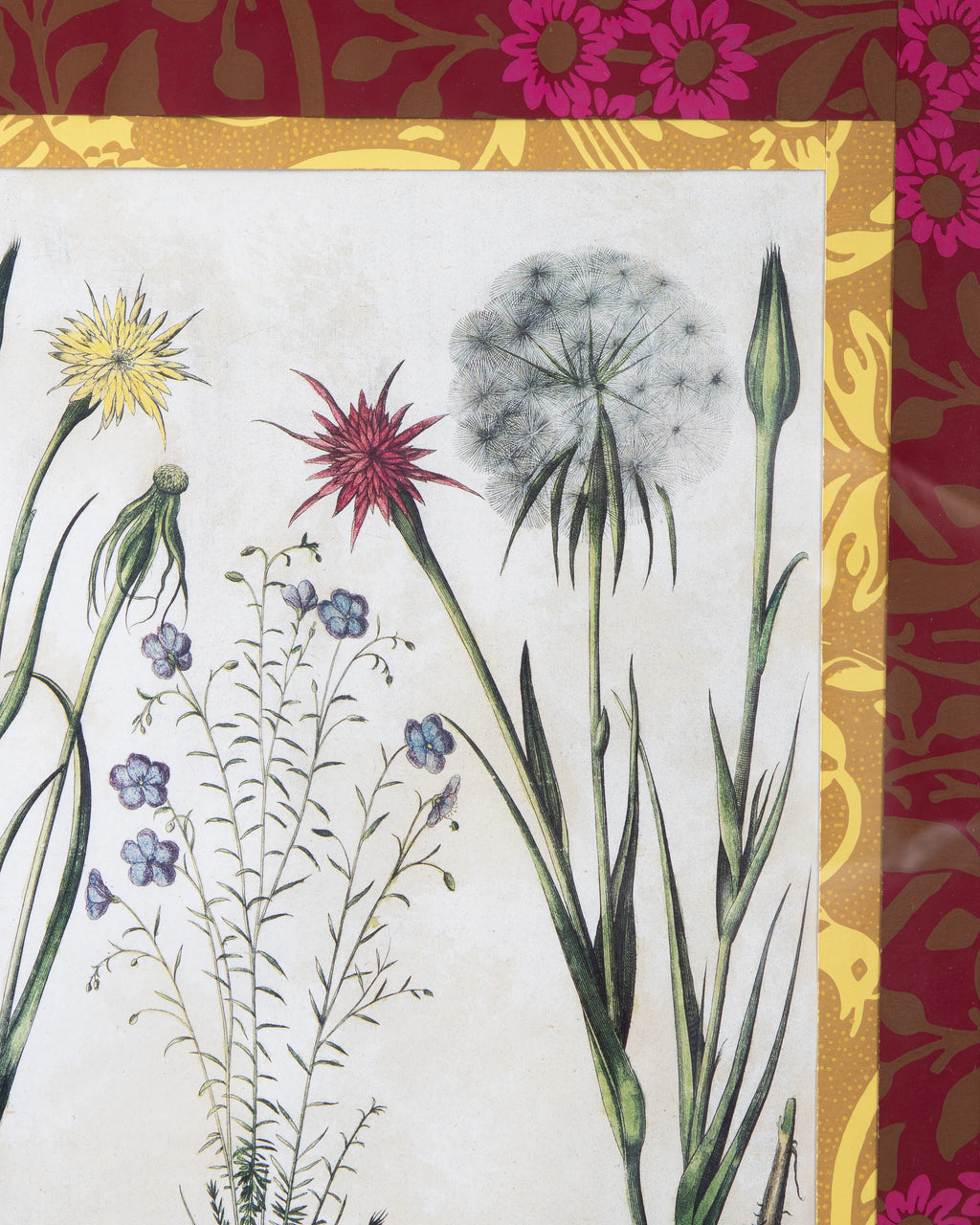 Hand-Aged Besler Linum & Tragopogon Print in Fully Wrapped Custom Frame