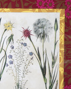 Hand-Aged Besler Linum & Tragopogon Print in Fully Wrapped Custom Frame