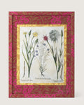 Framed botanical illustration of Linum and Tragopogon plants from Besler's 1613 Hortus Eystettensis, inside a gold mount and a frame fully wrapped in bordeaux and fuchsia William Morris wallpaper.