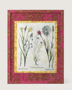Framed botanical illustration of Linum and Tragopogon plants from Besler's 1613 Hortus Eystettensis, inside a gold mount and a frame fully wrapped in bordeaux and fuchsia William Morris wallpaper.