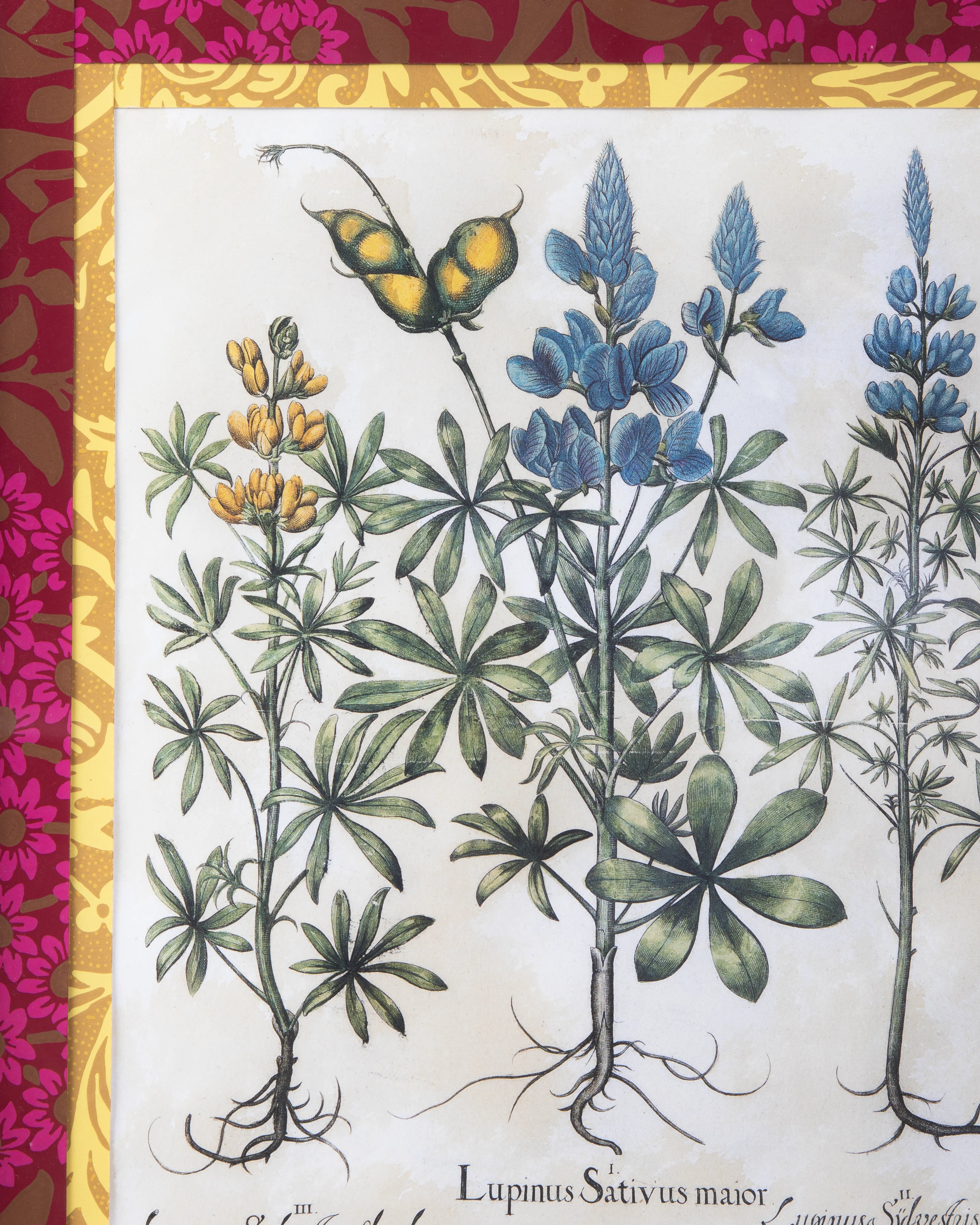 Hand-Aged Lupinus Botanical Print in Fully Wrapped William Morris Custom Frame