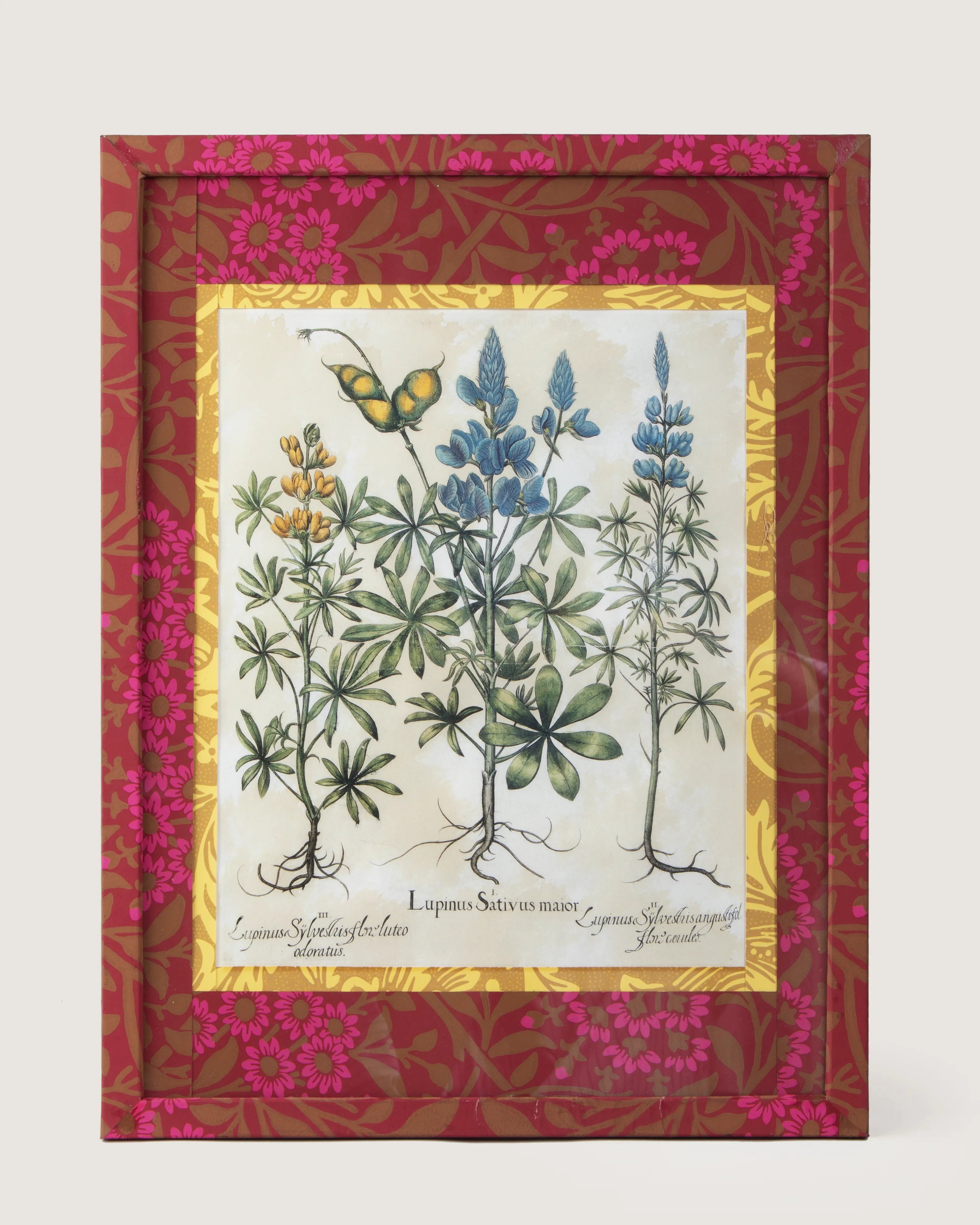 Framed botanical illustration of Lupinus plants from Basilius Besler's 1613 Hortus Eystettensis, encased in a custom frame and passepartout both fully wrapped by hand in patterned William Morris wallpaper.