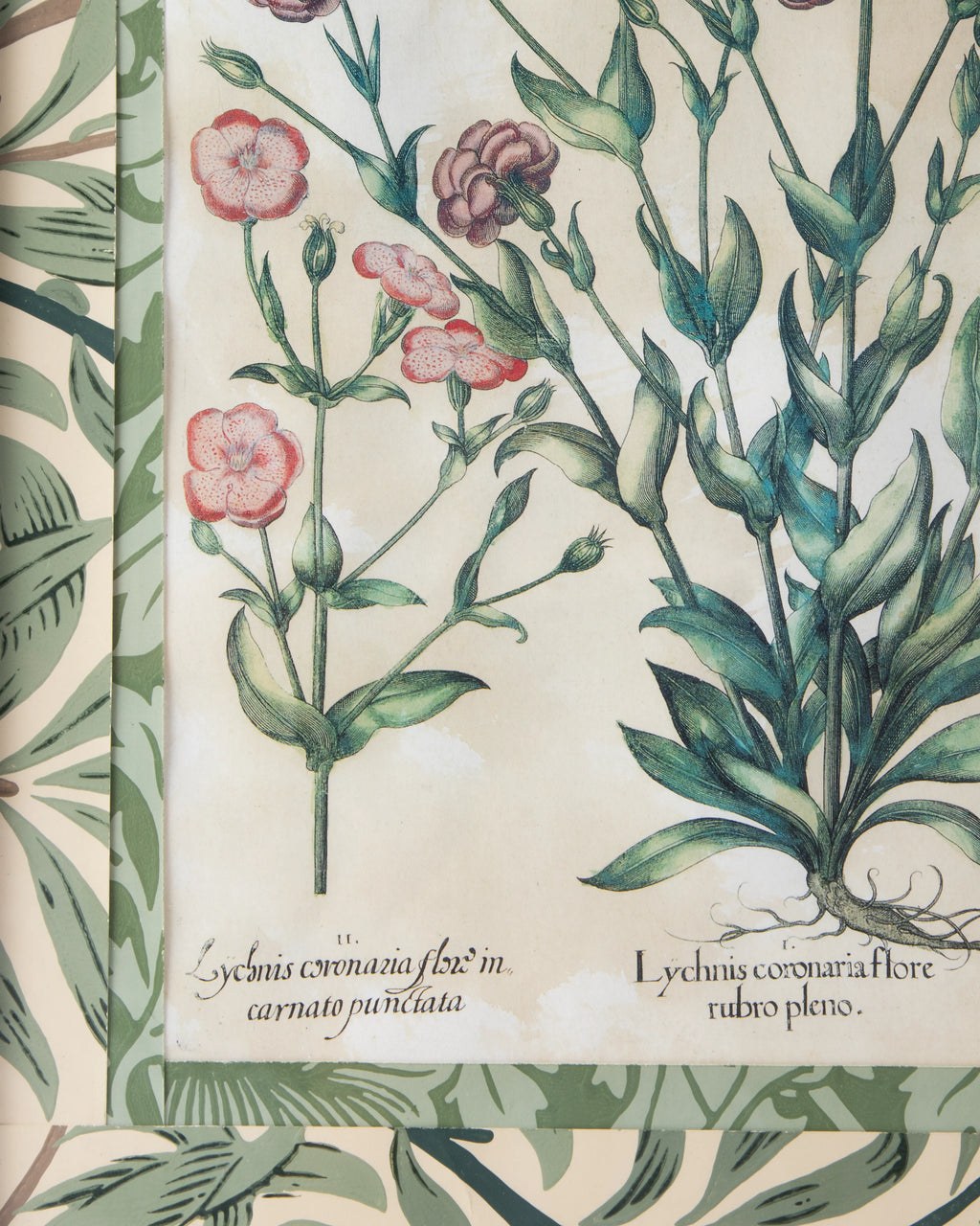 Hand-Aged Besler Lychnis Print in Fully Wrapped William Morris Frame