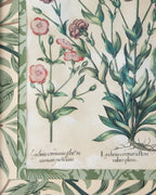 Hand-Aged Besler Lychnis Print in Fully Wrapped William Morris Frame