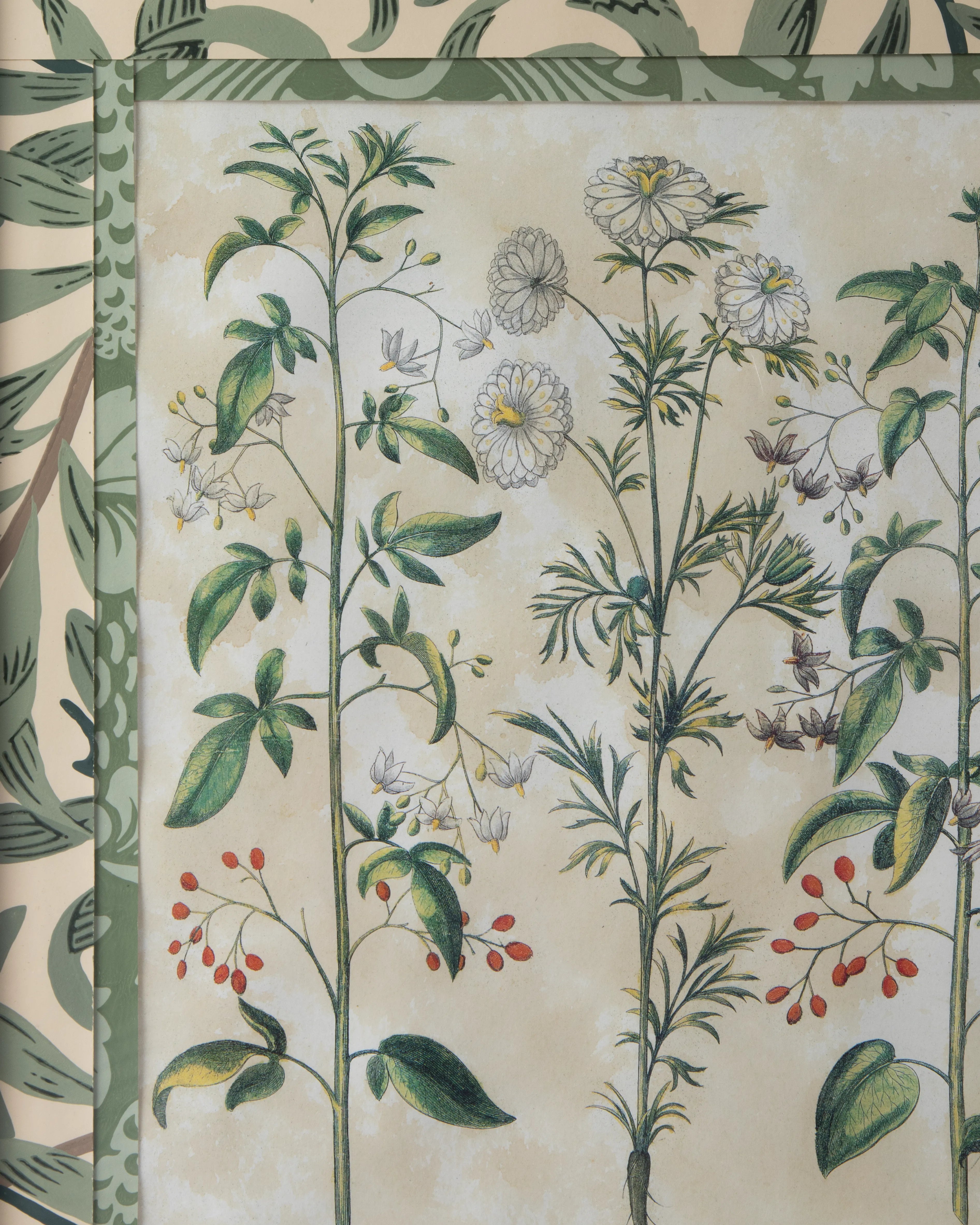 Hand-Aged Besler Nigella & Dulcamara Print in Fully Wrapped William Morris Frame