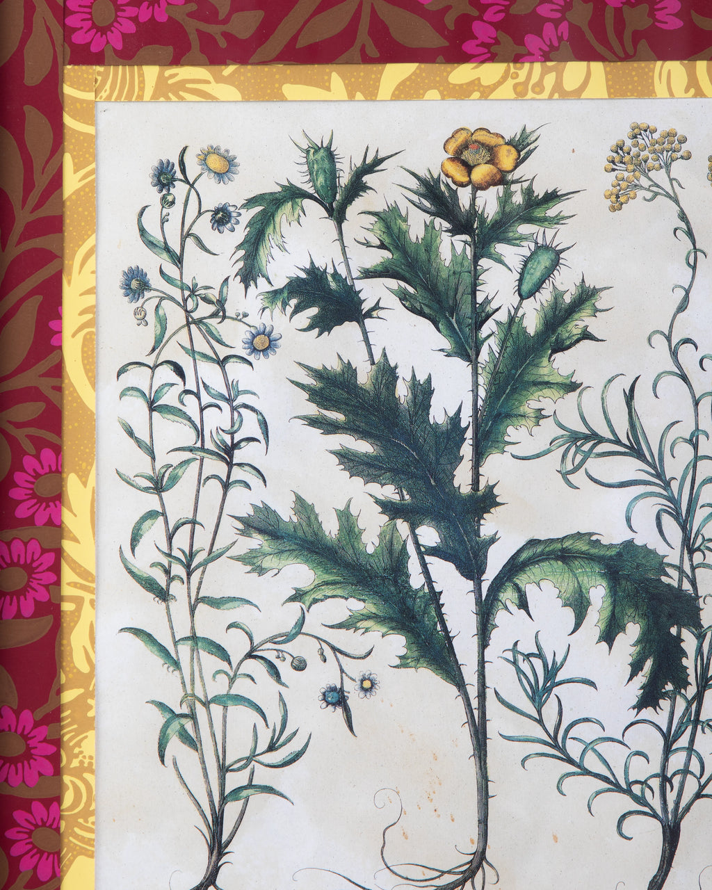 Hand-Aged Besler Papaver Spinosum Print in Fully Wrapped Custom Frame