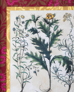 Hand-Aged Besler Papaver Spinosum Print in Fully Wrapped Custom Frame