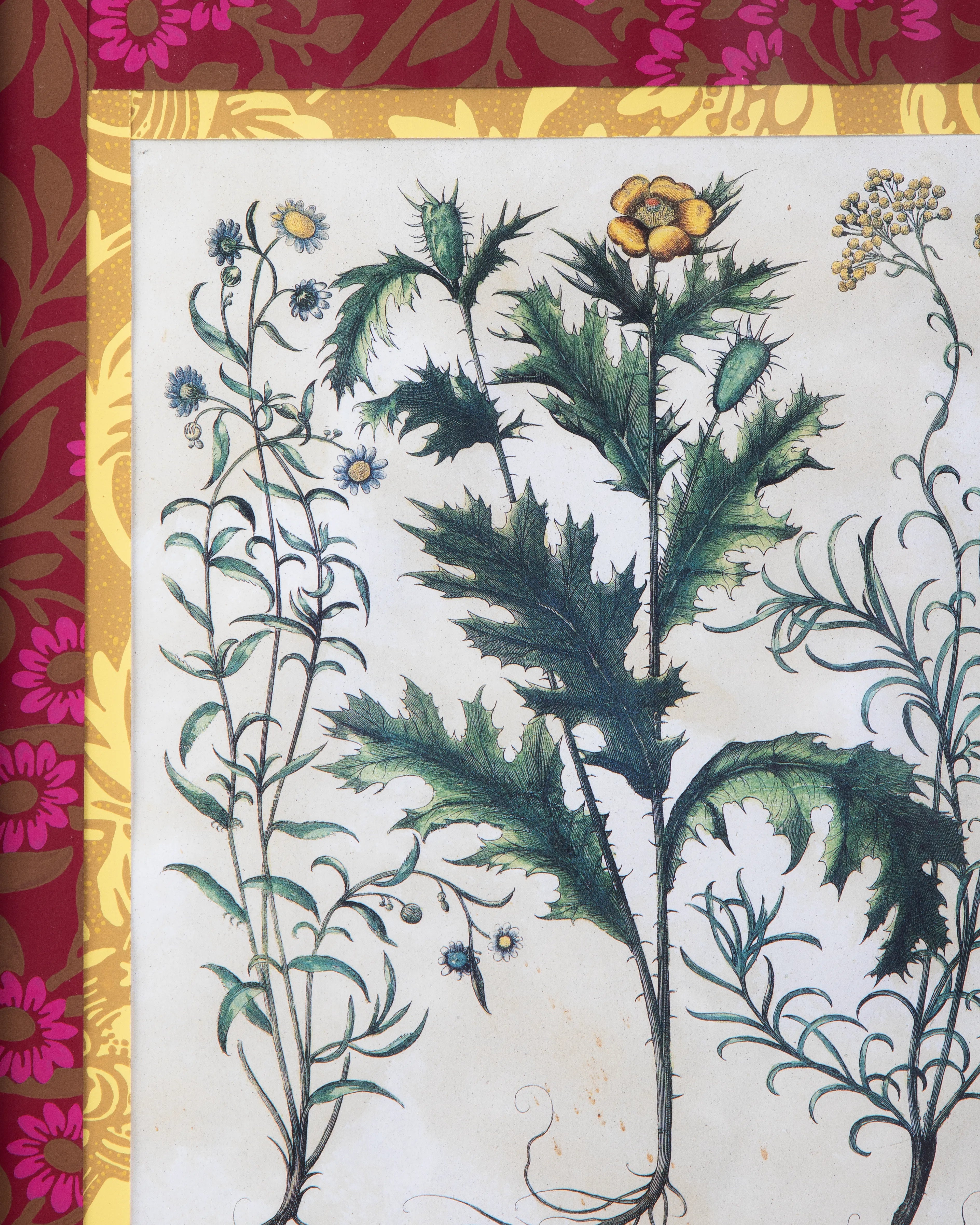 Hand-Aged Besler Papaver Spinosum Print in Fully Wrapped Custom Frame