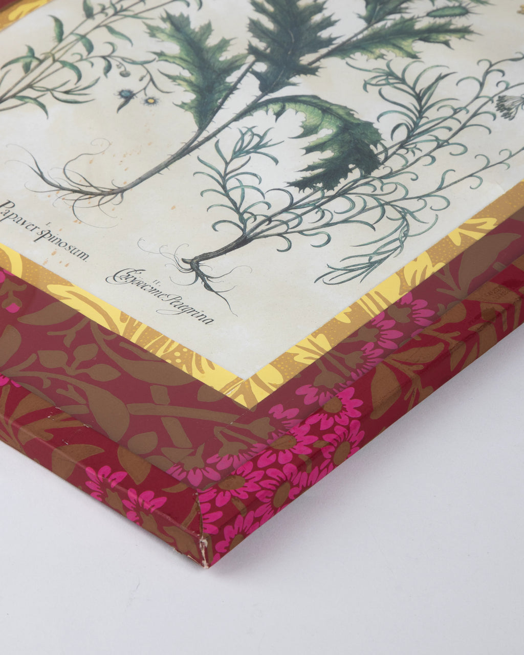 Hand-Aged Besler Papaver Spinosum Print in Fully Wrapped Custom Frame