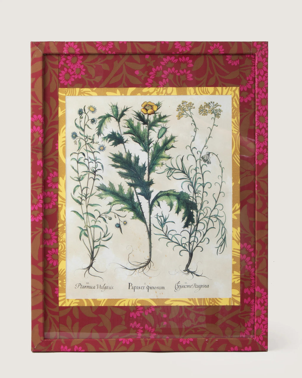 Framed botanical illustration of a Papaver spinosum plant from Besler's 1613 Hortus Eystettensis, inside a gold mount and a frame fully wrapped in bordeaux and fuchsia William Morris wallpaper.