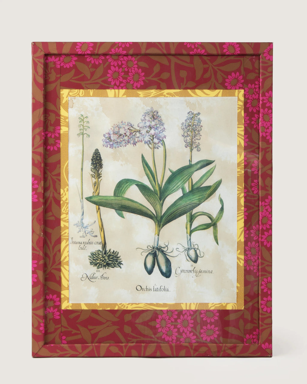 Framed botanical illustration from Basilius Besler's 1613 Hortus Eystettensis, encased in a custom frame and passepartout both fully wrapped by hand in William Morris Fruit pattern wallpaper.