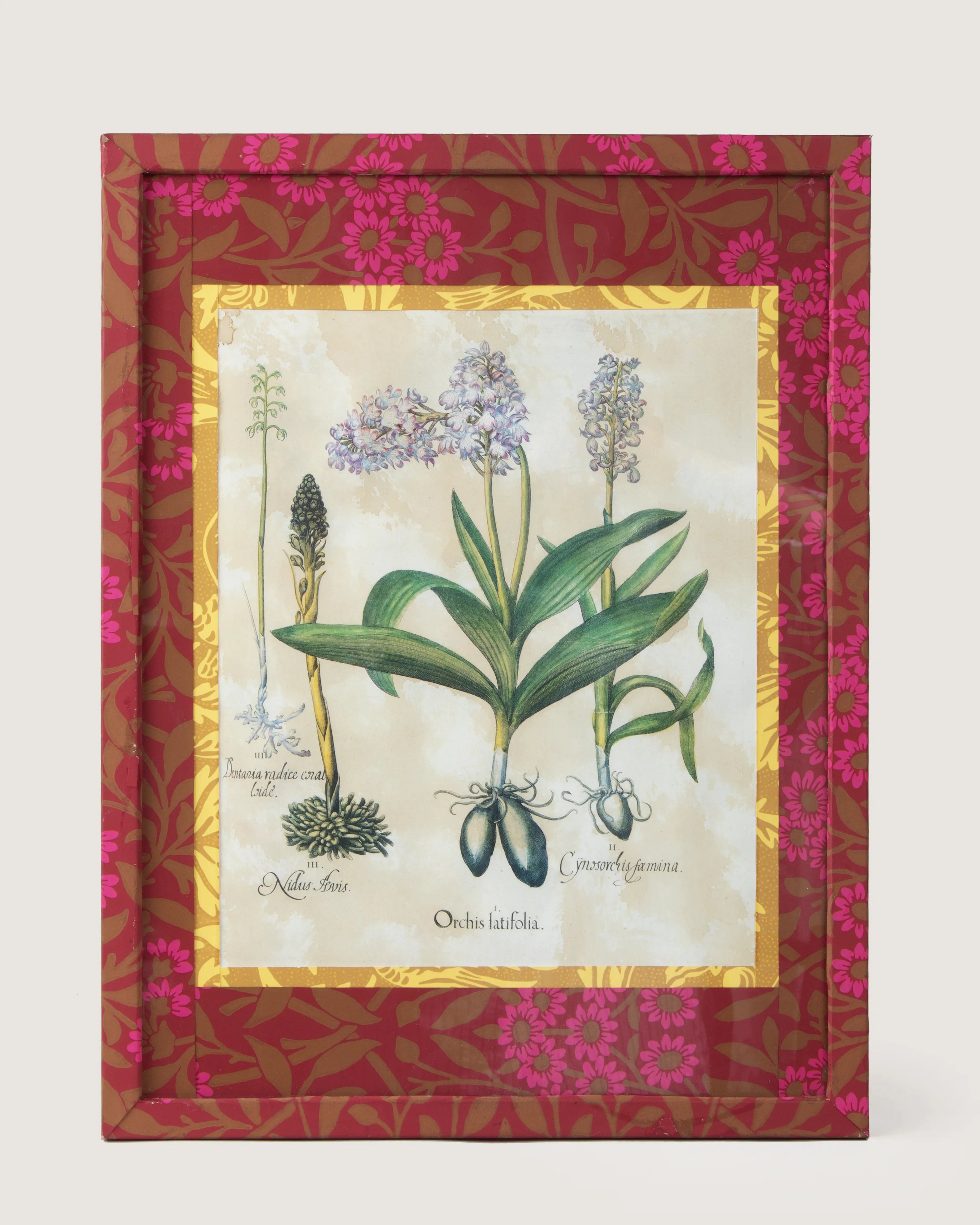 Framed botanical illustration from Basilius Besler's 1613 Hortus Eystettensis, encased in a custom frame and passepartout both fully wrapped by hand in William Morris Fruit pattern wallpaper.