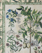 Hand-Aged Besler Staphylodendron Print in Fully Wrapped William Morris Frame