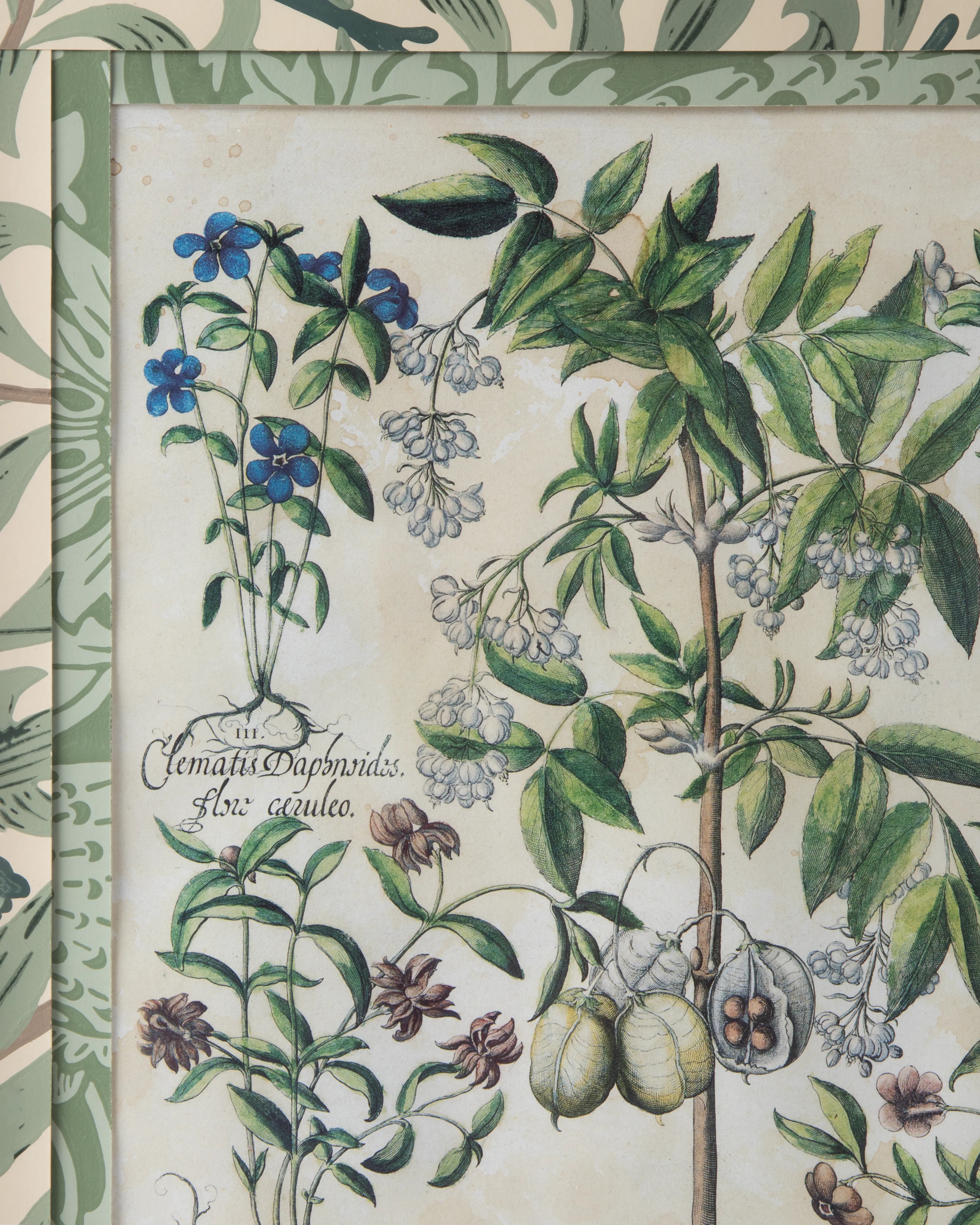 Hand-Aged Besler Staphylodendron Print in Fully Wrapped William Morris Frame