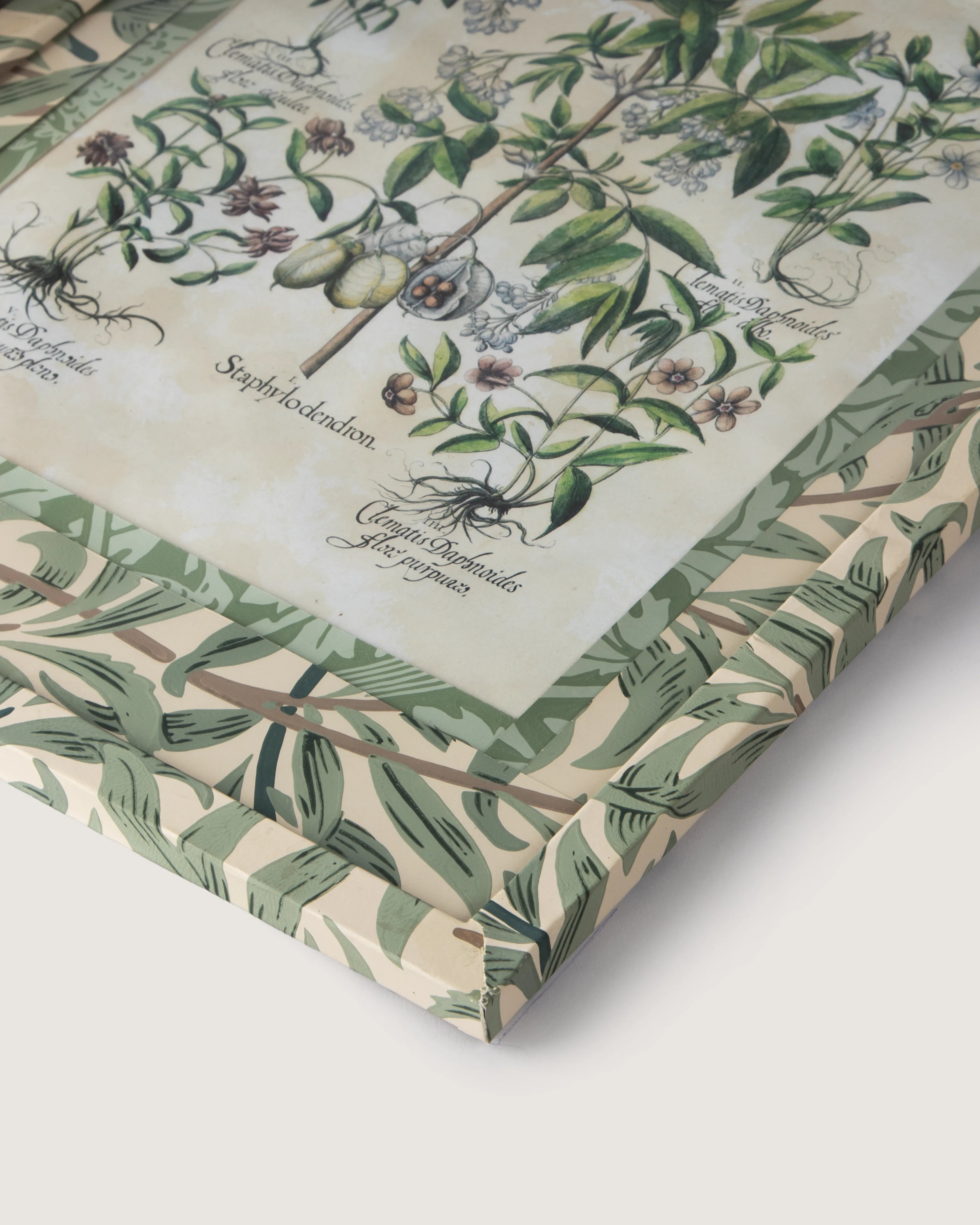 Hand-Aged Besler Staphylodendron Print in Fully Wrapped William Morris Frame