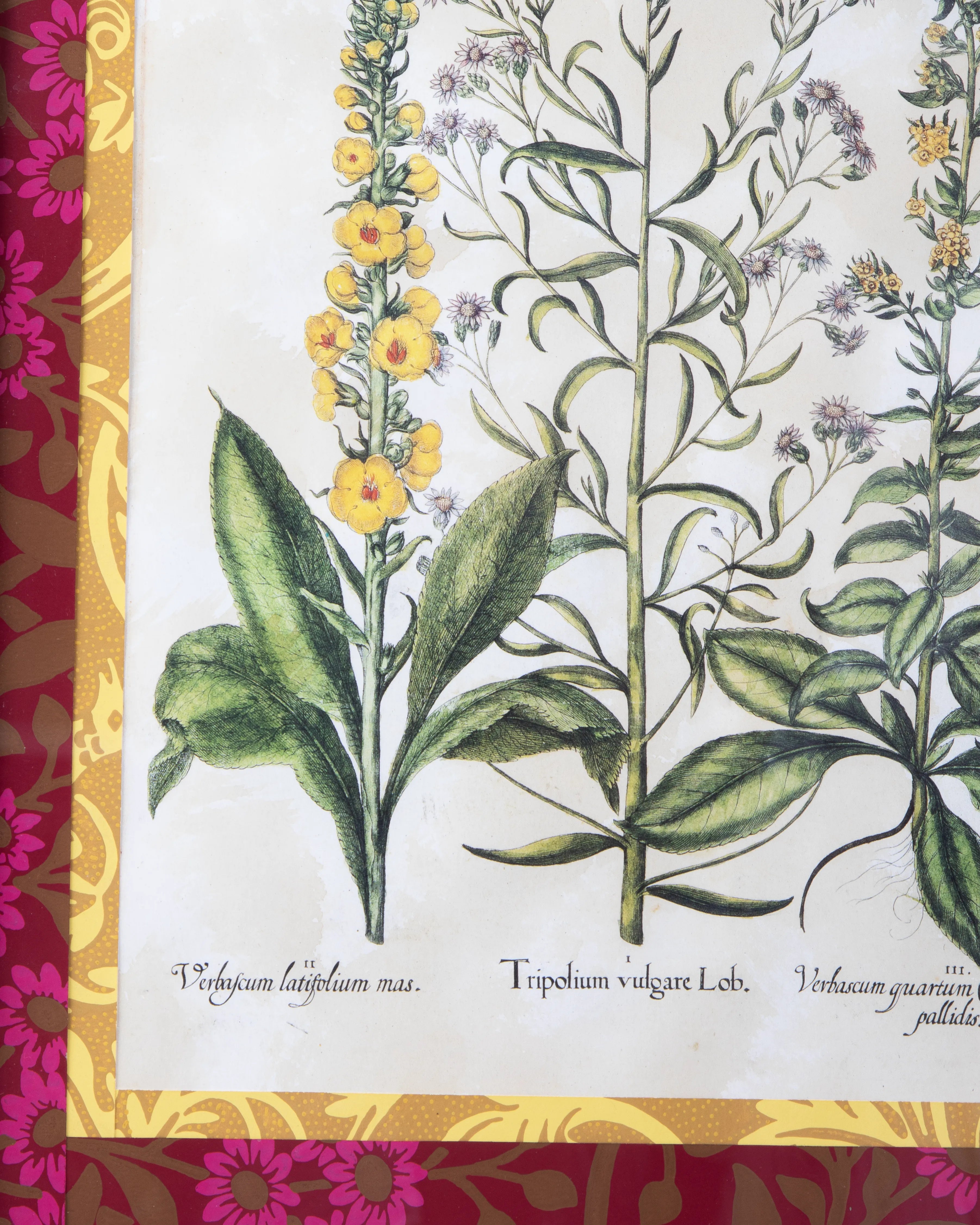 Hand-Aged Besler Verbascum & Tripolium Print in Fully Wrapped Custom Frame