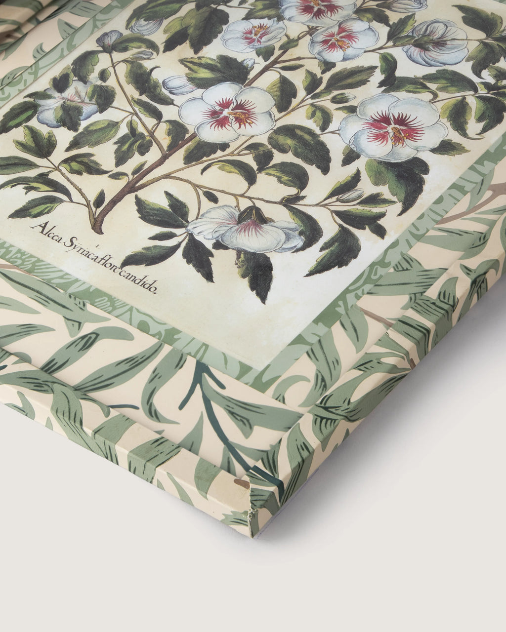 Hand-Aged Besler Alcca Syriaca Print in Fully Wrapped William Morris Frame