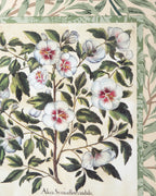Hand-Aged Besler Alcca Syriaca Print in Fully Wrapped William Morris Frame